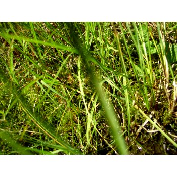 Drosera rotundifolia im Nonnenmattweiher 01