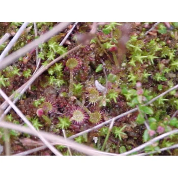 Drosera rotundifolia 07