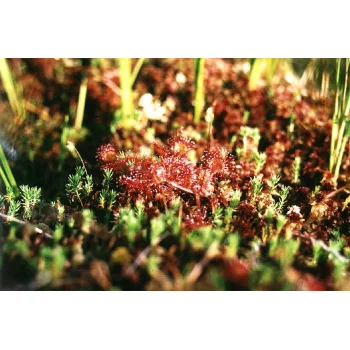 Drosera rotundifolia 10