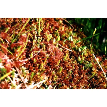 Drosera rotundifolia 11