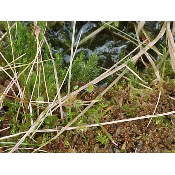 Drosera rotundifolia 14