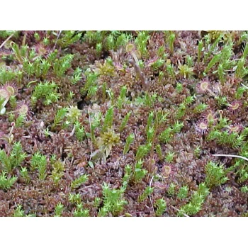 Drosera rotundifolia 15