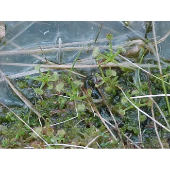 Drosera rotundifolia 16