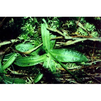 Pinguicula vulgaris am Ortsrand Menzenschwand 01