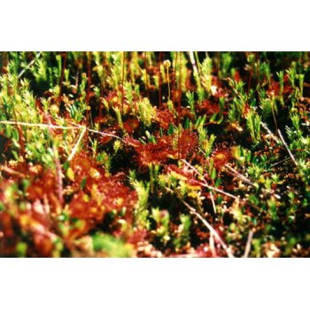 Drosera rotundifolia 12