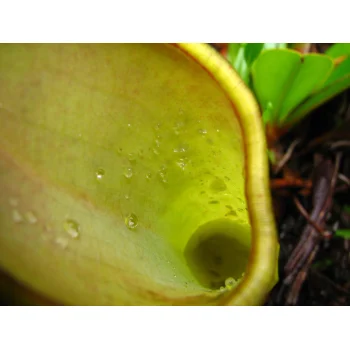 Nepenthes pervillei auf Mahé (Seychellen)