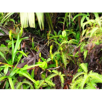 Nepenthes pervillei auf Mahé (Seychellen)