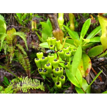 Nepenthes pervillei auf Mahé (Seychellen)