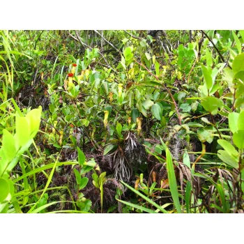 Nepenthes pervillei auf Mahé (Seychellen)