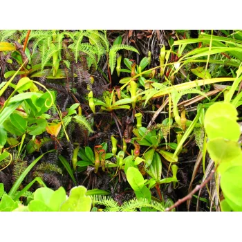 Nepenthes pervillei auf Mahé (Seychellen)