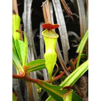 Nepenthes pervillei auf Mahé (Seychellen)