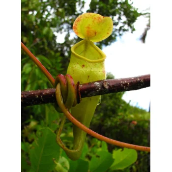 Nepenthes pervillei auf Mahé (Seychellen)