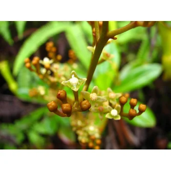 Nepenthes pervillei auf Mahé (Seychellen)