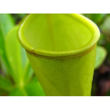 Nepenthes pervillei auf Mahé (Seychellen)