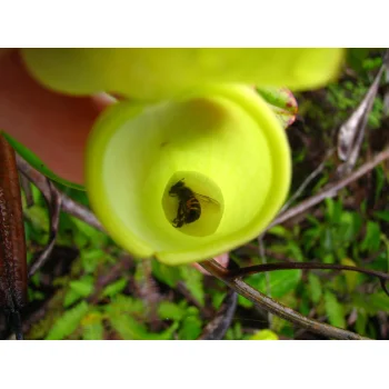 Nepenthes pervillei auf Mahé (Seychellen)