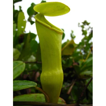 Nepenthes pervillei auf Mahé (Seychellen)