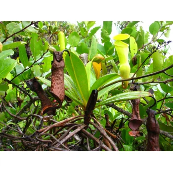 Nepenthes pervillei auf Mahé (Seychellen)