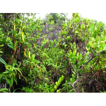 Nepenthes pervillei auf Mahé (Seychellen)