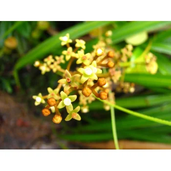 Nepenthes pervillei auf Mahé (Seychellen)