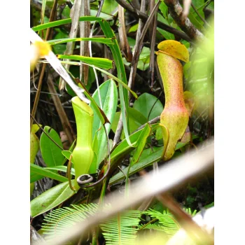 Nepenthes pervillei auf Mahé (Seychellen)