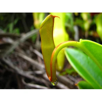 Nepenthes pervillei auf Mahé (Seychellen)