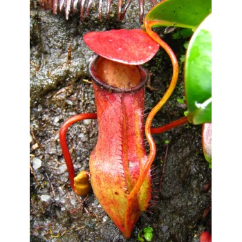 Nepenthes pervillei auf Mahé (Seychellen)