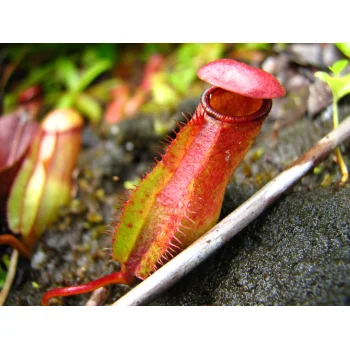 Nepenthes pervillei auf Mahé (Seychellen)