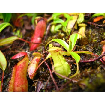 Nepenthes pervillei auf Mahé (Seychellen)