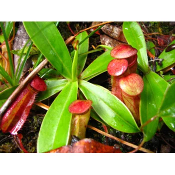 Nepenthes pervillei auf Mahé (Seychellen)