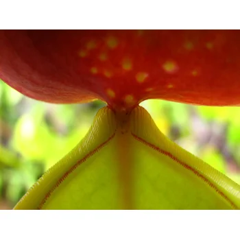 Nepenthes pervillei auf Mahé (Seychellen)