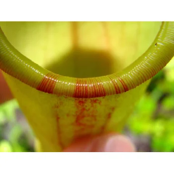 Nepenthes pervillei auf Mahé (Seychellen)