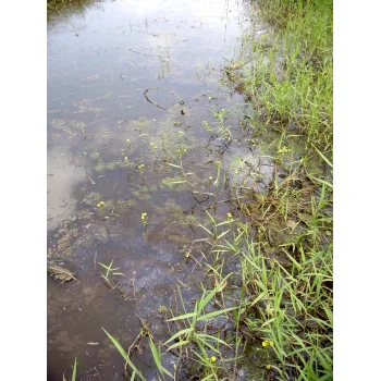 Utricularia foliosa 01