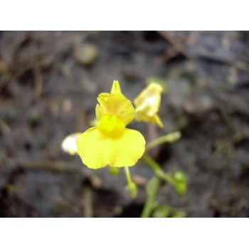 Utricularia foliosa 03