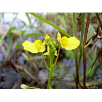 Utricularia foliosa 05