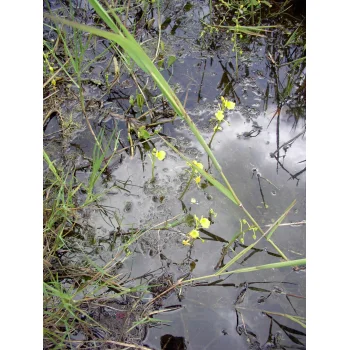 Utricularia foliosa 07