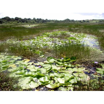 Pitch Lake (Trinidad) 02