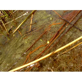 Utricularia gibba in Pitch Lake (Trinidad) 02