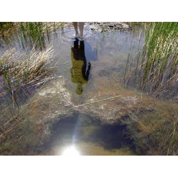 Utricularia gibba in Pitch Lake (Trinidad) 03