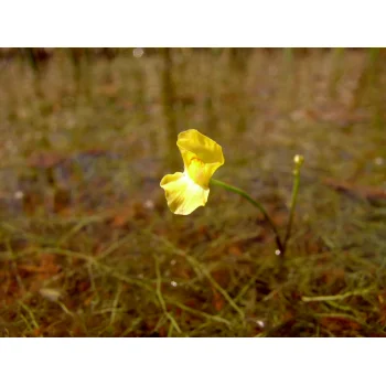 Utricularia gibba in Pitch Lake (Trinidad) 04