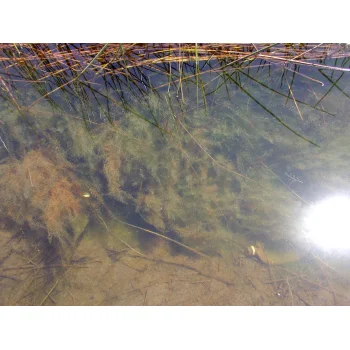 Utricularia gibba in Pitch Lake (Trinidad) 07