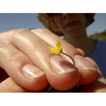 Utricularia gibba in Pitch Lake (Trinidad) 09