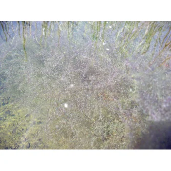 Utricularia gibba in Pitch Lake (Trinidad) 10