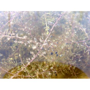 Utricularia gibba in Pitch Lake (Trinidad) 05