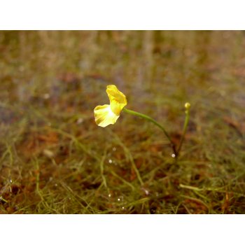 Utricularia gibba in Pitch Lake (Trinidad) 06