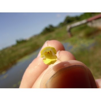 Utricularia gibba in Pitch Lake (Trinidad) 08