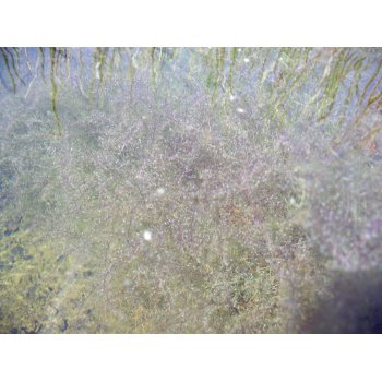 Utricularia gibba in Pitch Lake (Trinidad) 10